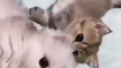 Cute kittens are beautiful to be with mom