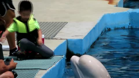 Meet The Beluga Whale That Embraces Kids