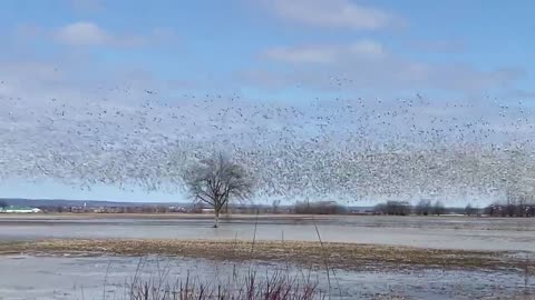 Fly gang of snow goose/geese - quebec/canada