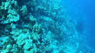 Coral reef and water plants in the Red Sea, Dahab, blue lagoon Sinai Egypt 18