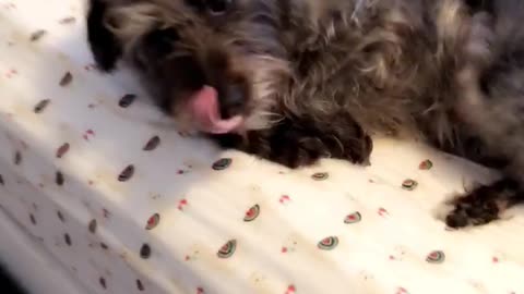 Guilty grey scruffy dog lays on bed after being caught
