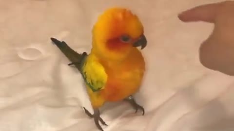 Dancing Parrot with sung #funny #parrot