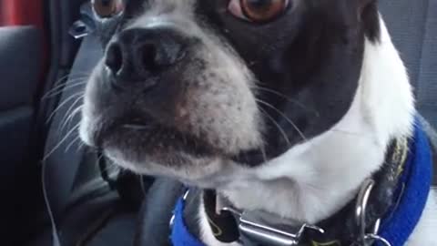 Boston terrier impersonates a, goat and a, dolphin