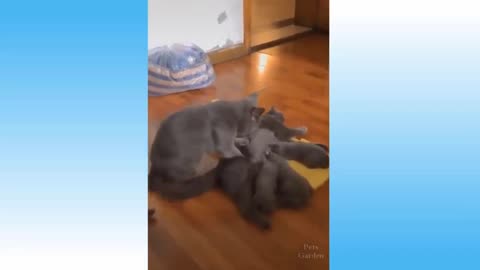 The cat learns to massage