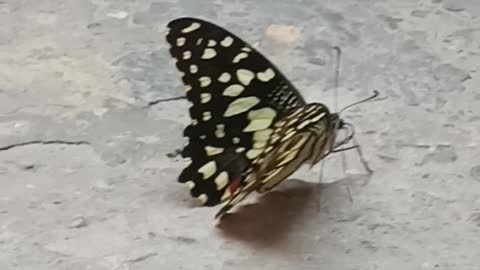 Help Please, this lime butterfly is unable to fly and is sitting for an hour.