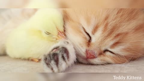 This kitten sleeps sweetly with chicken.