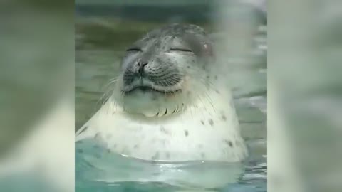 seal sleeping in water