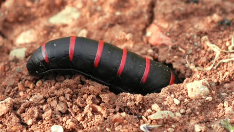 Red striped oil beetles