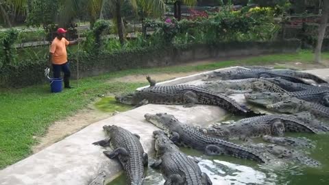 Crocodile Feeding at Langkawi Crocodile Farm