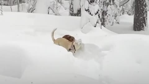 watch these dogs play in the snow all day l