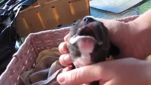 Baby Puppy Needs Your Care!