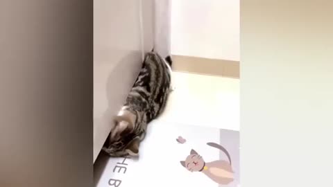 Cat Funny video 😂😂😂