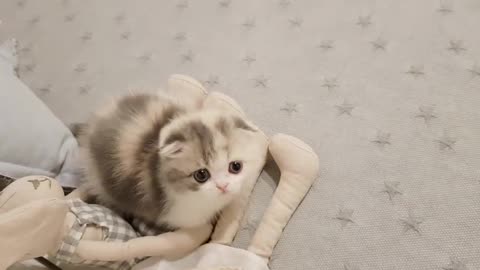 cute kitten videos short leg cat - KimsKennelUS