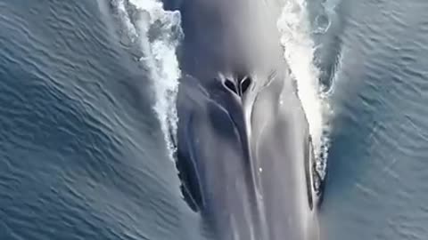 blue whale Atlantic Ocean