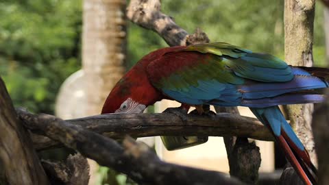 Macaw parrot feeding on a branch