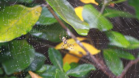 The spider in the cobweb