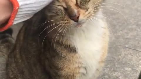 A tiger cat getting comfort by a man hand Must Watched