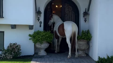 Horse Charlie gives house and barn tour