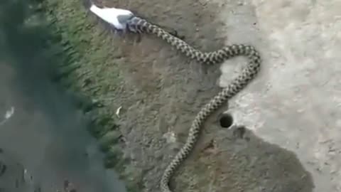 A snake Hunts A Fish from The lake And comes out