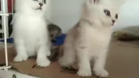 A kitten without a bench is in a bad mood