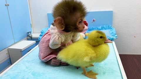 Baby monkey playing with So cute duckling and teddy bear in the bedroom