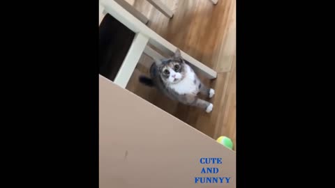 CUTE AND FUNNYY CATS AND DOGS LIFE .PETS AND OWNERS ARE THE BEST FRIEND VIDEOS