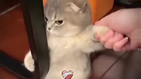 Aww My Baby Got Angry 🥺😍 | cute cat videos