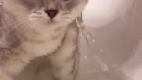 Watch this cute little cat.