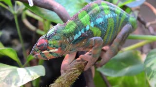 Cópula Furcifer Pardalis Ambilobe Blue Bar x Nosy Faly