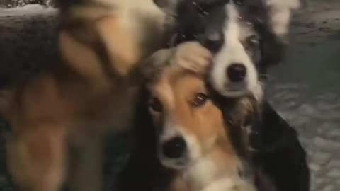 Three dog funny friend