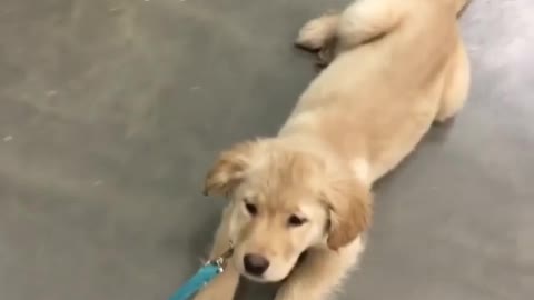 Stubborn puppy forced to be dragged during walk