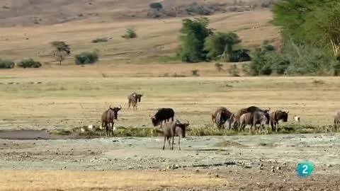 EL SERENGUETI LA GRAN AVENTURA AFRICANA