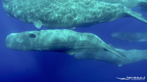 The sound of sperm whales in the ocean