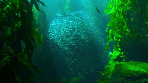 One of the most beautiful views of the depths of the sea and fish