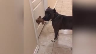 Dog understands English perfectly, knows how to open doors