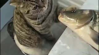 Kitten plays with fish