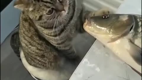 Kitten plays with fish