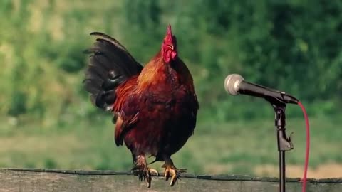 Funny Chicken Song And Dancing Rooster - Funny Chicken Dance