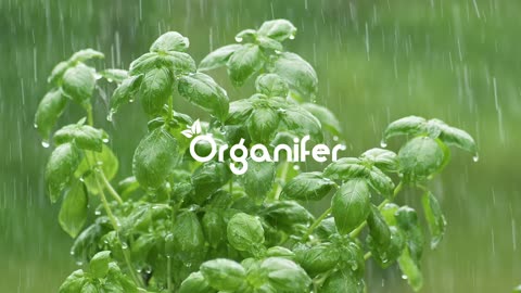 Leaf Diseases Concentrate • Organifer