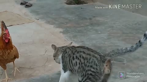 Cat vs chicken danger fight😅😅🇳🇿