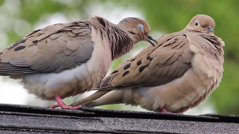 Mourning Doves on a Rooftop