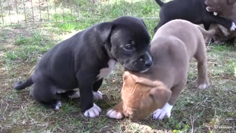 Pit Bull Growls and Snaps at Her Puppies! (in HD)