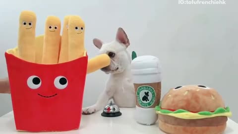 White french bulldog rings bell gets toy mcdonalds and coffee