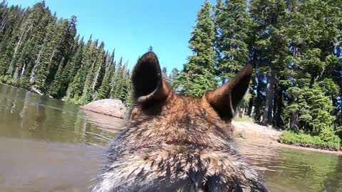 Go-Pro mounted to dog's back captures stunning footage