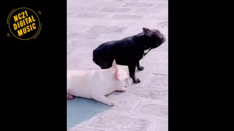 Funny Dog Videos Puppies at Play, Cats, Animals