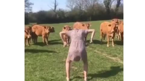 Never seen Cows got scared by women strange dance and ran away..😨🤯😂😂