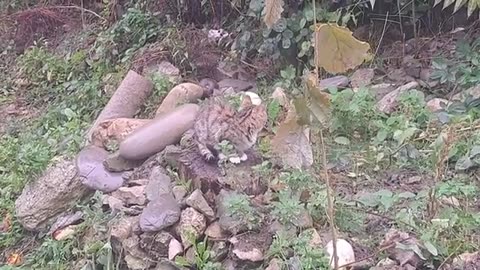 Cute kitten walks in the yard in rainy weather.