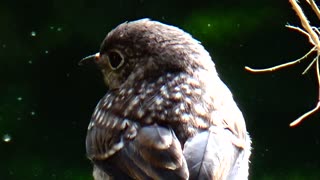 Baby Bluebird