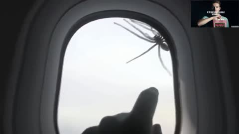 Passenger on airplane sees a big spider outside the window