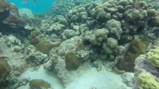 The Beauty of Coral Reefs on Nisa Pudu Island, NTB